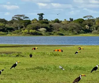 Atrações da Observação de Aves no Maranhão: Um Paraíso Natural Atrações da Observação de Aves no Maranhão: Um Paraíso Natural
