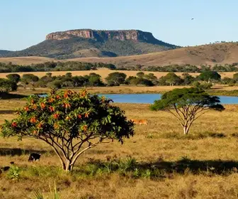 Cerrado Maranhense: Descubra Suas Paisagens e Biodiversidade Cerrado Maranhense: Descubra Suas Paisagens e Biodiversidade