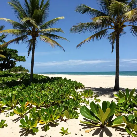 Descubra os Encantos da Praia do Meio Descubra os Encantos da Praia do Meio