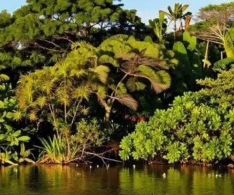 Descubra os Manguezais do Maranhão: Um Tesouro Natural Descubra os Manguezais do Maranhão: Um Tesouro Natural