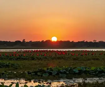 Migração dos Guarás: O Espetáculo Natural do Maranhão