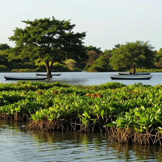 Descubra o Mangue Brasil Turismo Descubra o Mangue Brasil Turismo